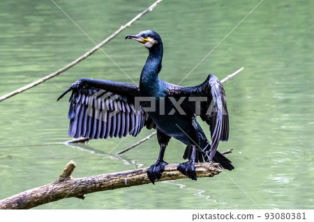 The great cormorant, Phalacrocorax carbo sitting on a branch 93080381