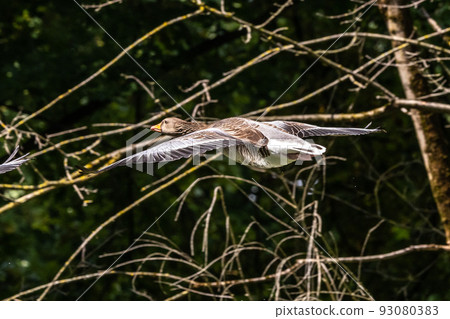 The flying greylag goose, Anser anser is a species of large goose 93080383