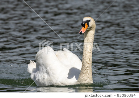 Mute swan, Cygnus olor swimming on a lake in Munich, Germany 93080384