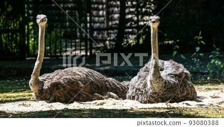 The common ostrich, Struthio camelus, or simply ostrich 93080388