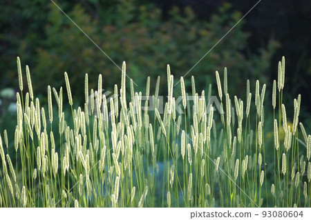 夏天的植物 夏天的植物 93080604