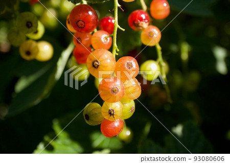 紅醋栗開始變色 紅醋栗開始變色 93080606