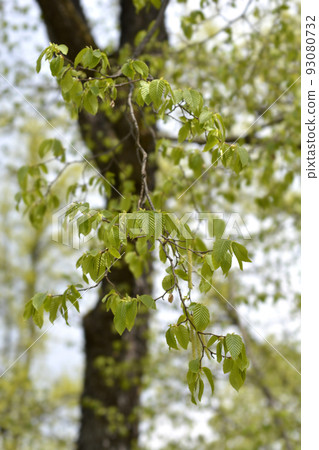 European hop hornbeam European hop hornbeam 93080732