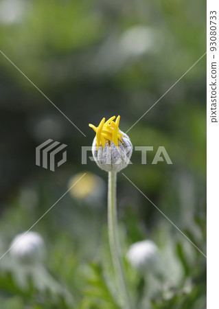 Gray-leaf eurypos Gray-leaf eurypos 93080733