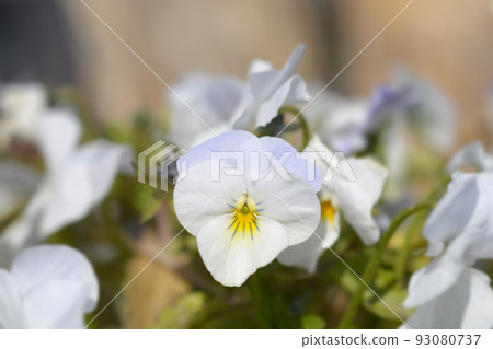 Horned violet 93080737