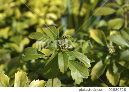 Japanese pachysandra 93080738