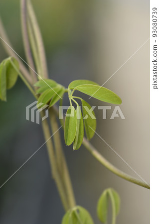 Five-leaf akebia Five-leaf akebia 93080739