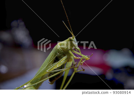 Macro photo of grasshopper Macro photo of grasshopper 93080914