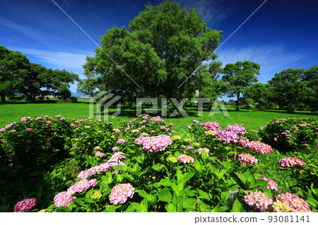 岩手縣北上市天正地公園盛開的繡球花 岩手縣北上市天正地公園盛開的繡球花 93081141