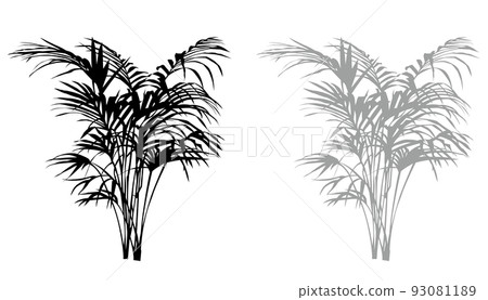 它是檳榔（觀葉植物）剪影的插圖 93081189