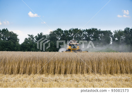 Field of ripe wheat. Combine harvester in the background. Field of ripe wheat. Combine harvester in the background. 93081573