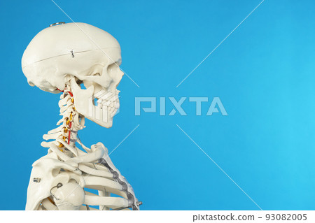 Artificial human skeleton model on blue background, closeup. Space for text 93082005