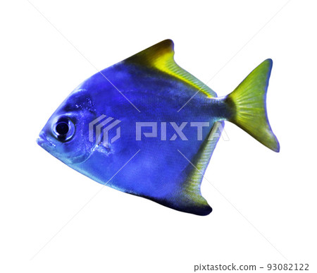 Beautiful silver moony fish on white background 93082122