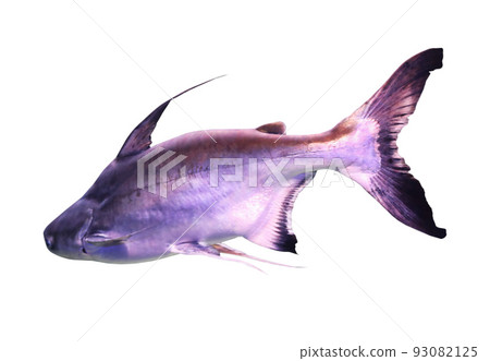 Bright gaff topsail catfish on white background Bright gaff topsail catfish on white background 93082125
