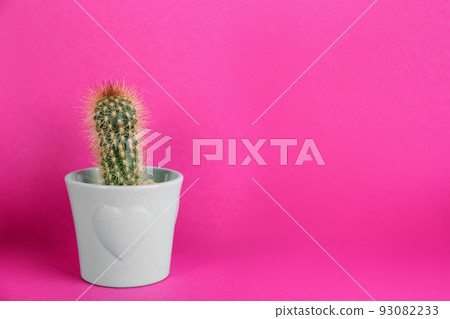 Potted cactus on violet background, space for text Potted cactus on violet background, space for text 93082233