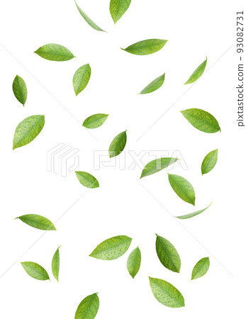 Flying fresh citrus leaves on white background Flying fresh citrus leaves on white background 93082731