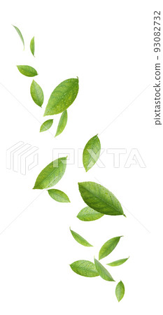 Fresh green citrus leaves on white background 93082732