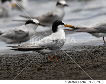 Little tern on the tidal flat 93082919