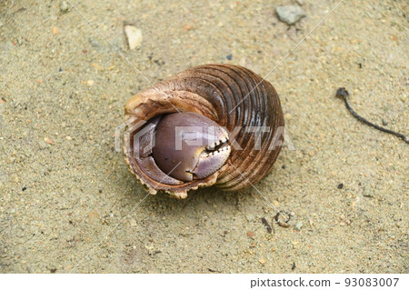 A hermit crab with large pincers that completely hides itself found on the coast of Iriomote Island A hermit crab with large pincers that completely hides itself found on the coast of Iriomote Island 93083007