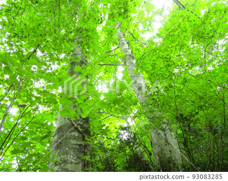 In the forest In the forest 93083285