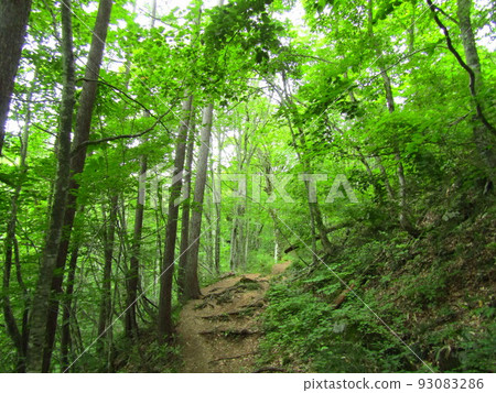 in the woods 2 in the woods 2 93083286