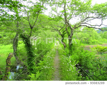 檜原湖風景 3 93083289