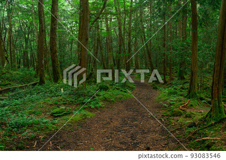 Aokigahara Jukai / distress image Aokigahara Jukai / distress image 93083546