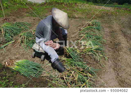 Grandmother and this morning's miso soup were delicious 93084082