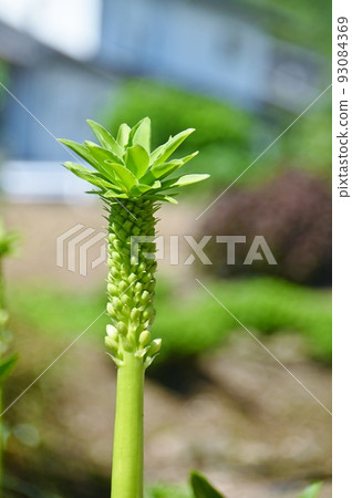 在老房子的花園裡發現的菠蘿百合 93084369