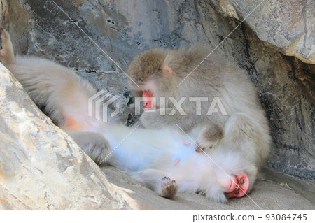 日本獼猴美容 日本獼猴美容 93084745