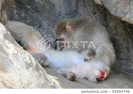 Japanese macaque grooming Japanese macaque grooming Japanese macaque grooming Japanese macaque grooming 93084746