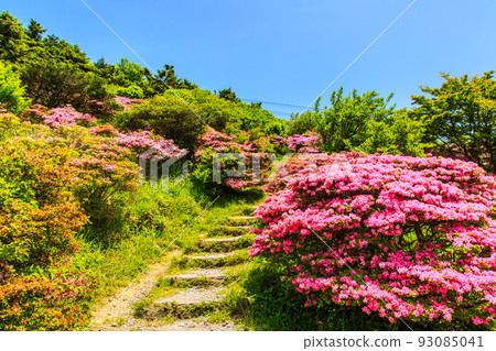 Miyama Kirishima of Nita Pass [Unzen City, Nagasaki Prefecture] 93085041