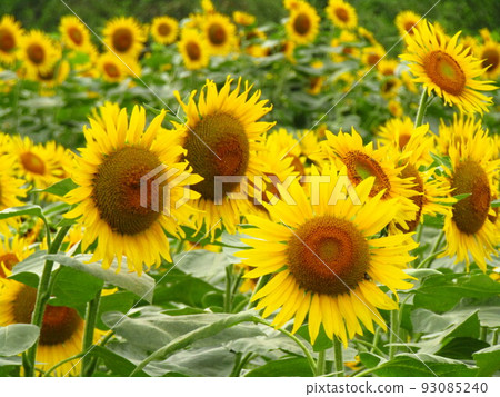 Sunflower 4 93085240