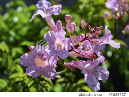Refreshing Pink Trumpet Vine Refreshing Pink Trumpet Vine 93085587