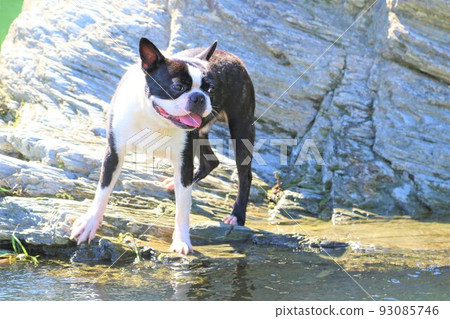 A cute Boston Terrier, Mighty-kun, happily watching the mountain stream at Tokigawa Town's Tokigawa River, a popular spot for playing in the river♡ 93085746