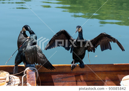 鸕鶿中的鸕鶿展翅 93085842