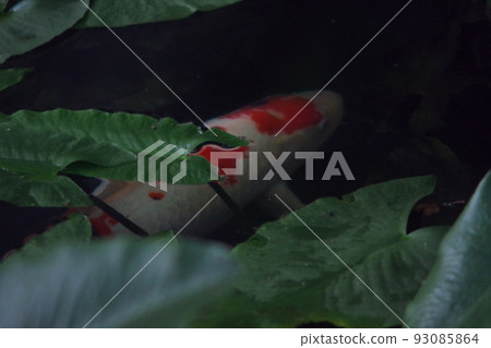 Koi swimming in the pond Nine 93085864