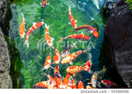 池塘的鯉魚 93086086