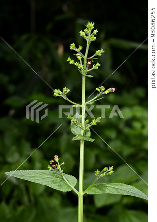 胡佛蜂蜜 93086255