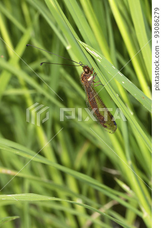 蝶角蛉科 蝶角蛉科 93086279