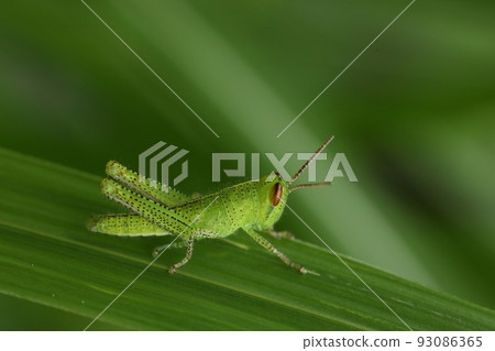 生物、昆蟲、蝗蟲、幼蟲。成蟲是棕色的，但幼蟲是草色的。冬季發現成蟲，夏季發現幼蟲。 93086365