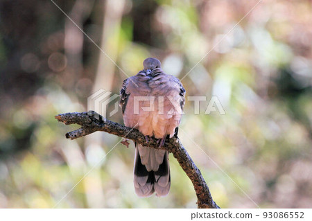 斑鳩 斑鳩 93086552