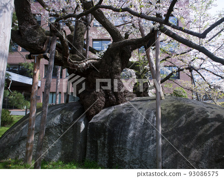 Ishiwarizakura (Ishiwari Zakura) Morioka City, Iwate Prefecture 93086575