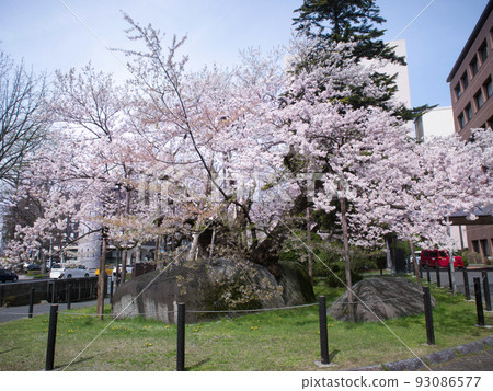 Ishiwarizakura (Ishiwari Zakura) Morioka City, Iwate Prefecture 93086577