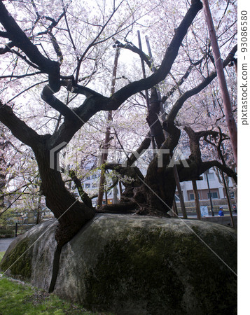 Ishiwarizakura (Ishiwari Zakura) Morioka City, Iwate Prefecture Ishiwarizakura (Ishiwari Zakura) Morioka City, Iwate Prefecture 93086580