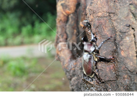 Rhinoceros beetles gathering on sawtooth oak during summer vacation Rhinoceros beetles gathering on sawtooth oak during summer vacation 93086844