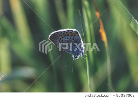 beautiful butterfly, macro with brilliant blurred bokeh background farm summer field shows its filigree wings with bright colors camouflage insect hiding pollination wild grass dark style, soft focus 93087002