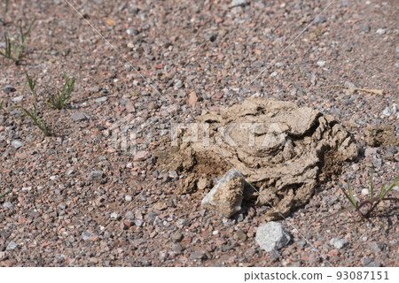 nuture cow dung is on ground 93087151