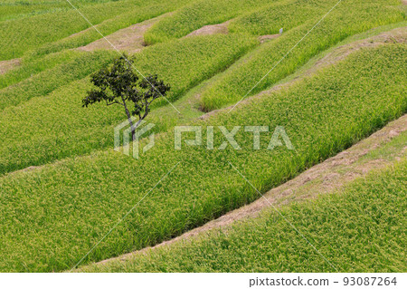 水稻梯田中生長的水稻和小樹 93087264