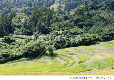 大山千枚田，山地梯田種植的水稻 93087265